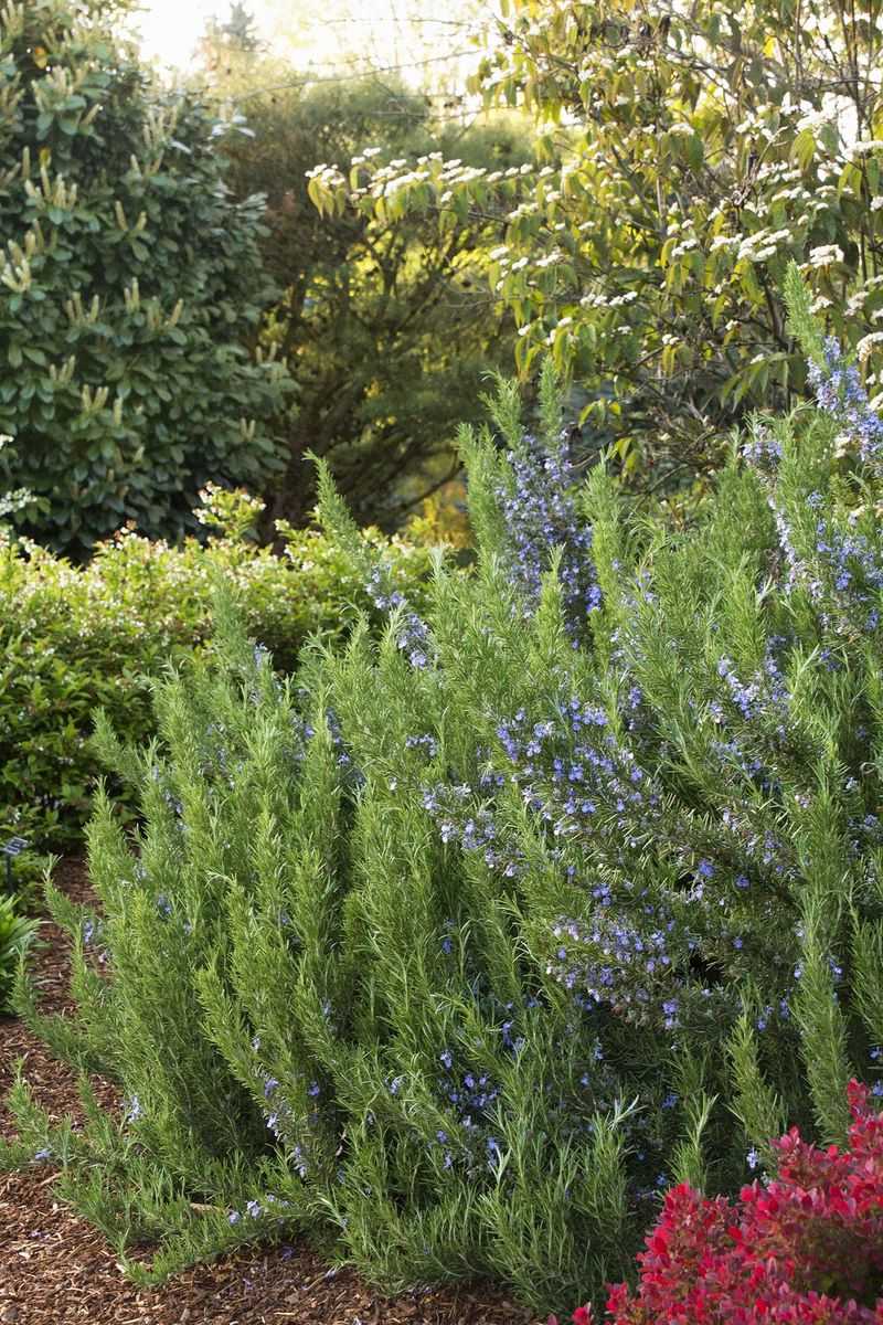 Rosmarinus officinalis (Rosemary)