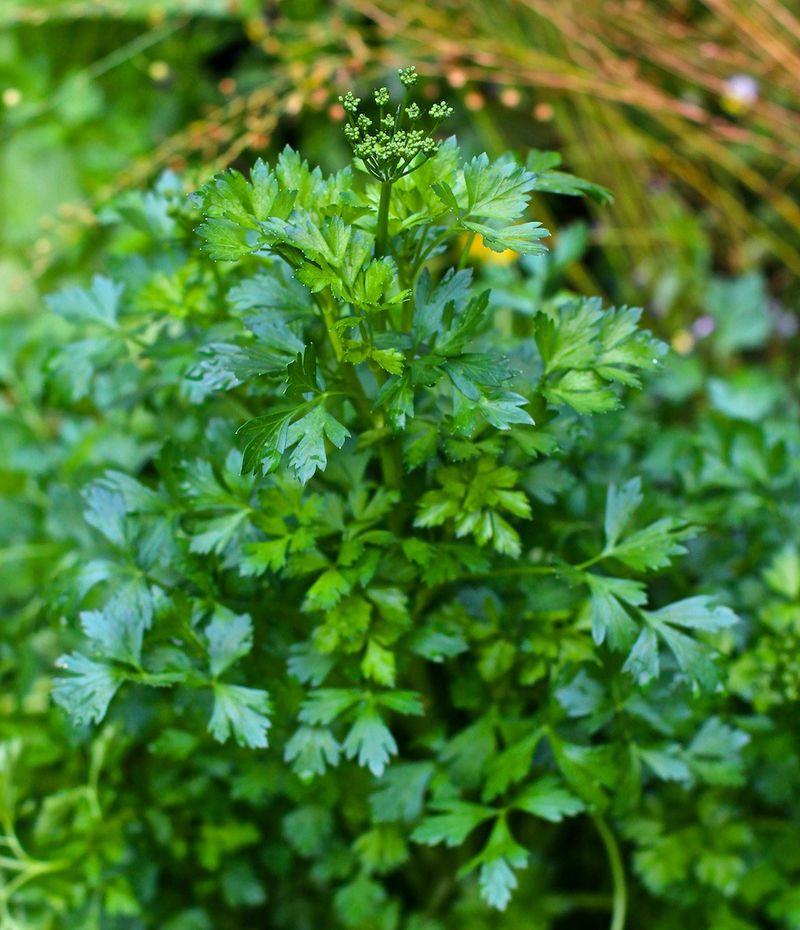 Parsley
