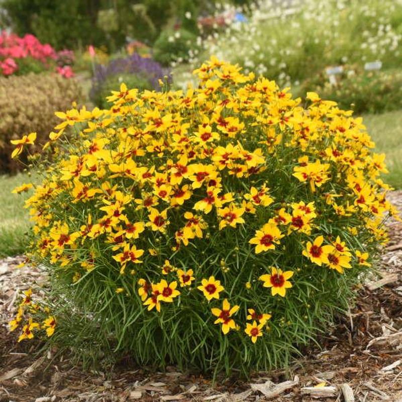 Coreopsis