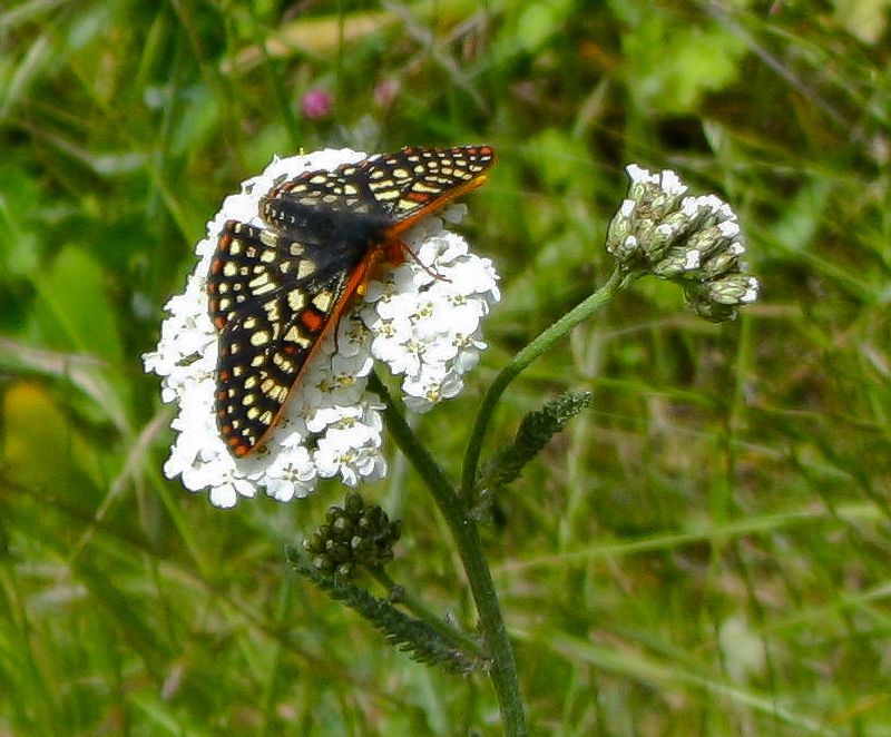 Yarrow (Achillea)