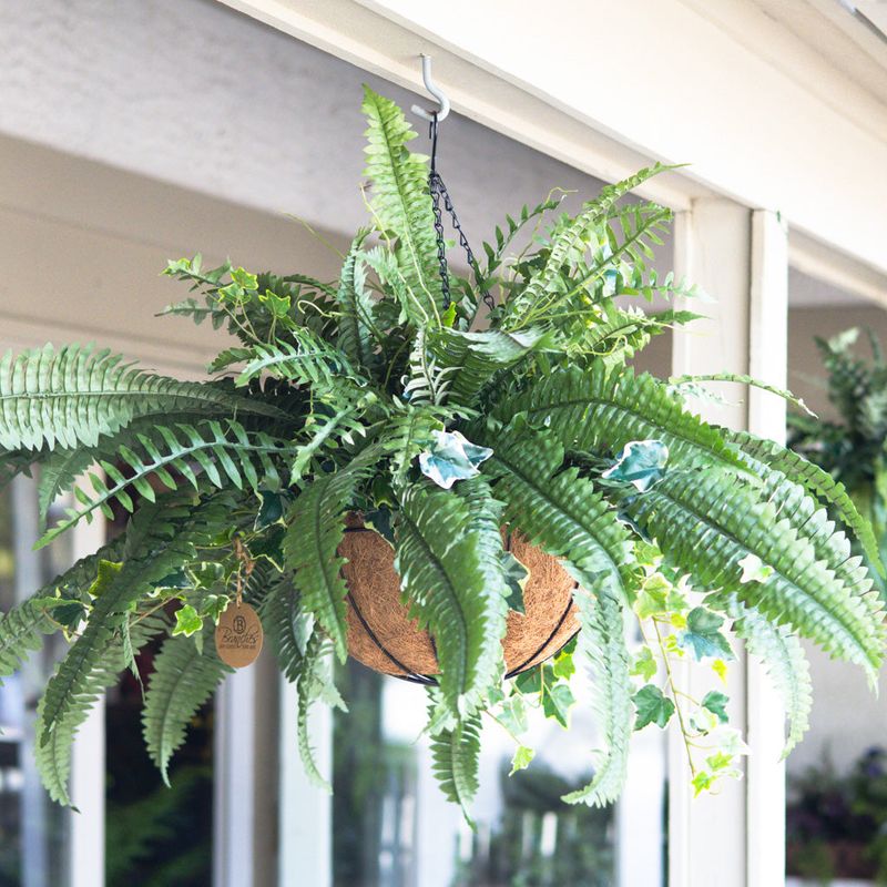 Boston Fern