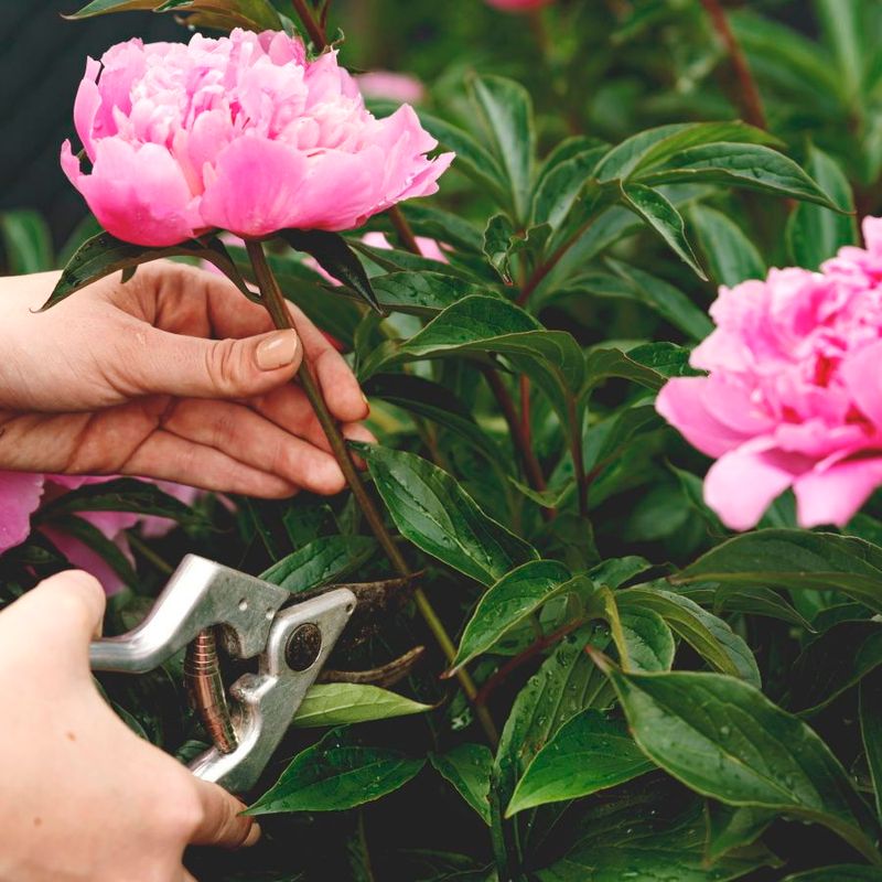 Peony Timing Troubles