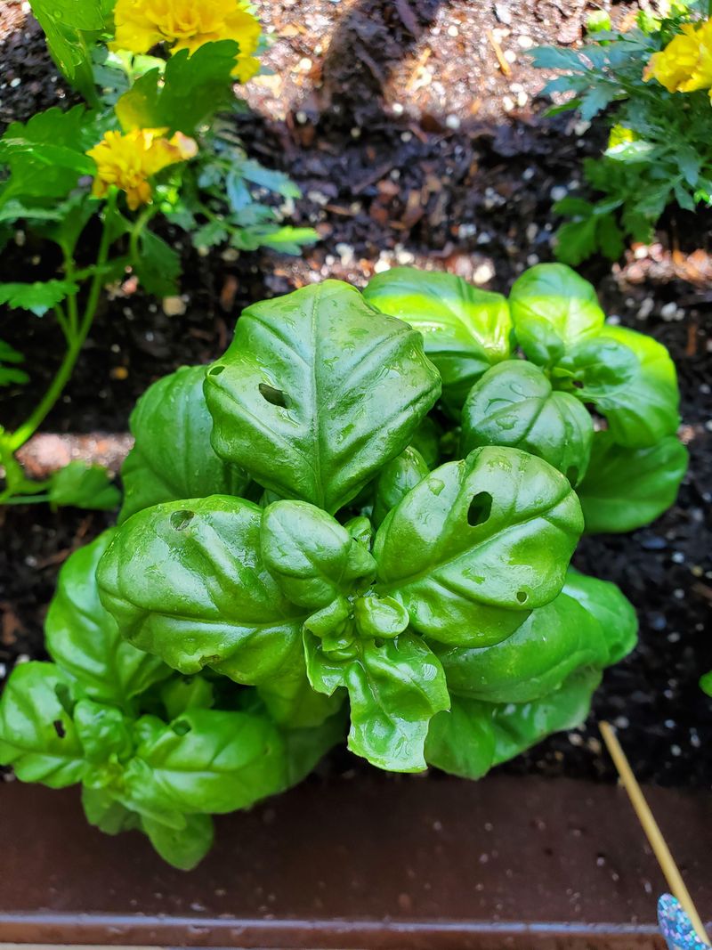 Basil