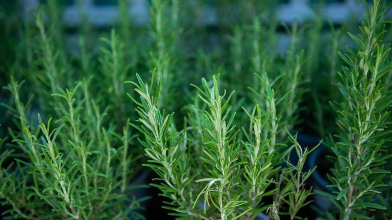 Rosemary