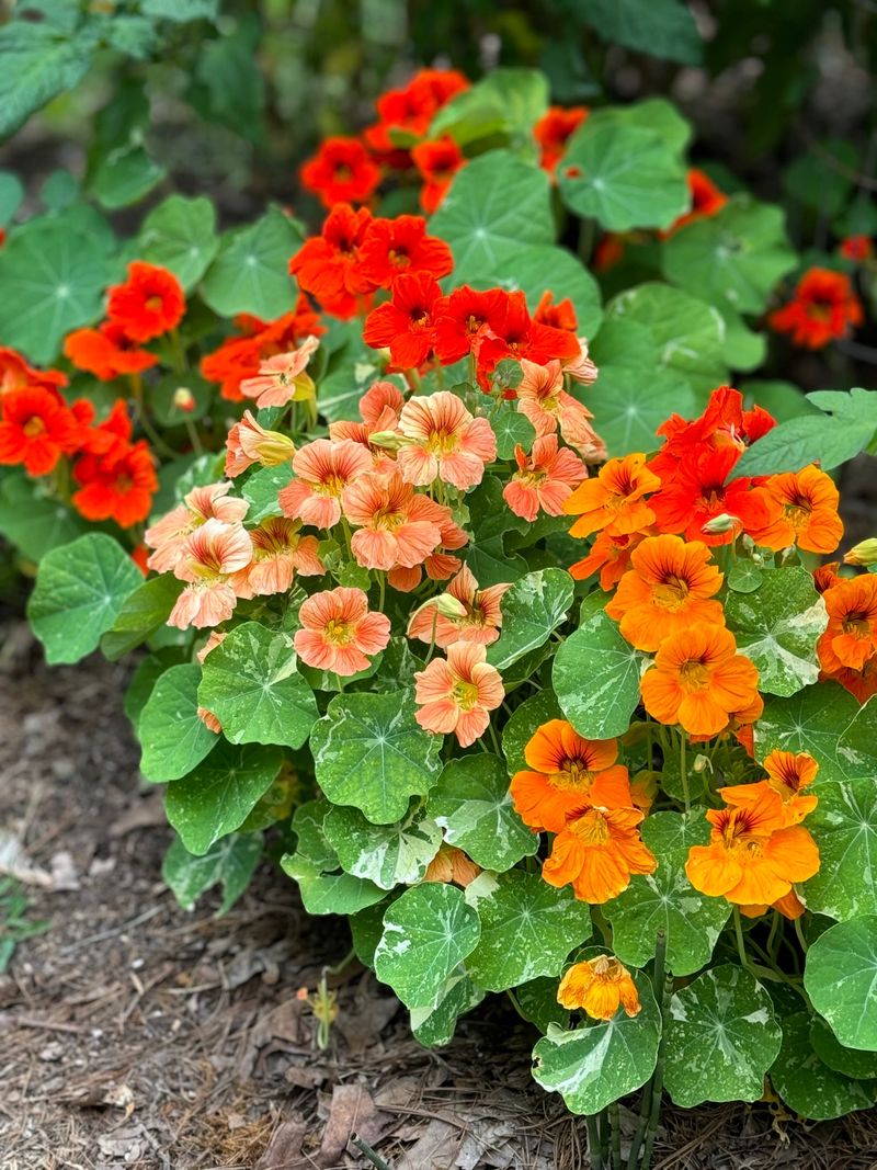 Nasturtiums