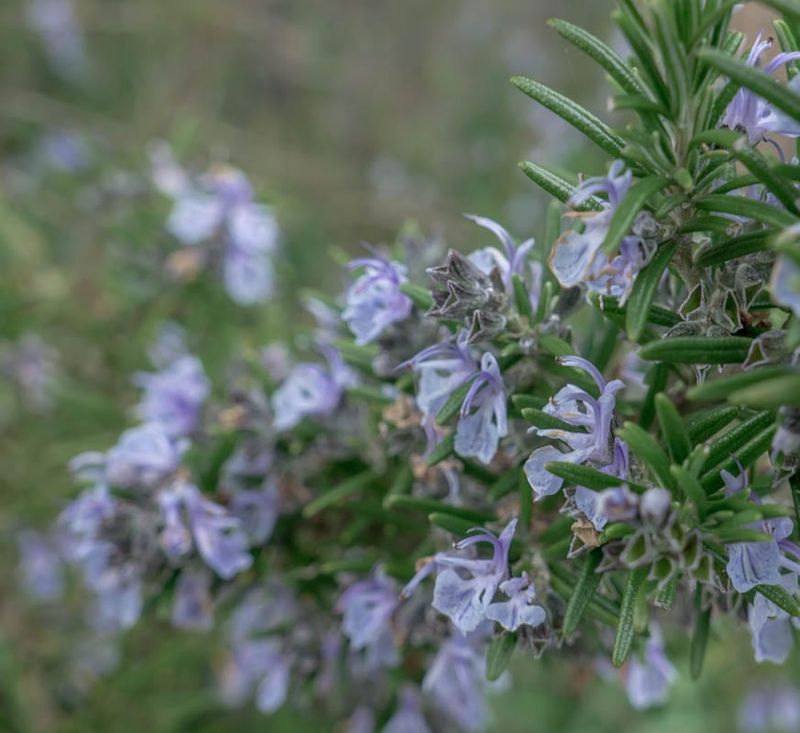 Rosemary Flowers