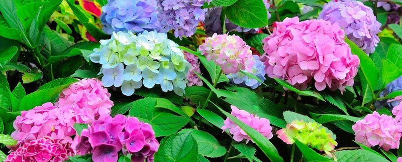 Hydrangea's Colorful Blooms