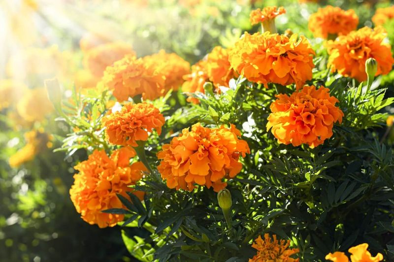 Marigold