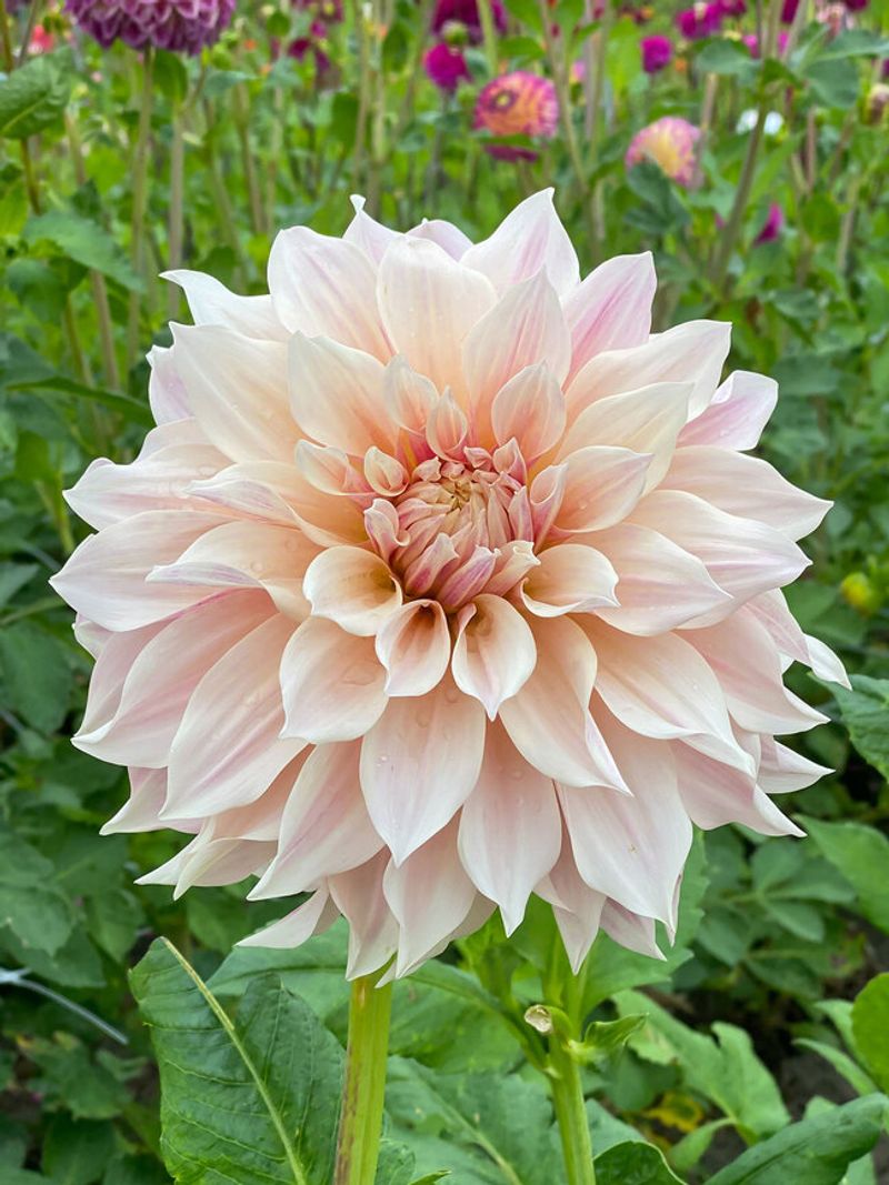 Dahlia 'Cafe au Lait'