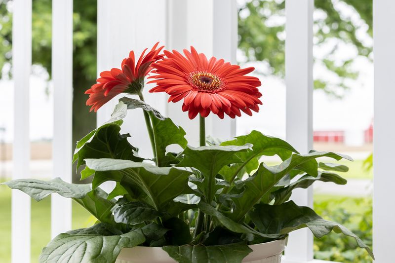 Gerbera Daisy
