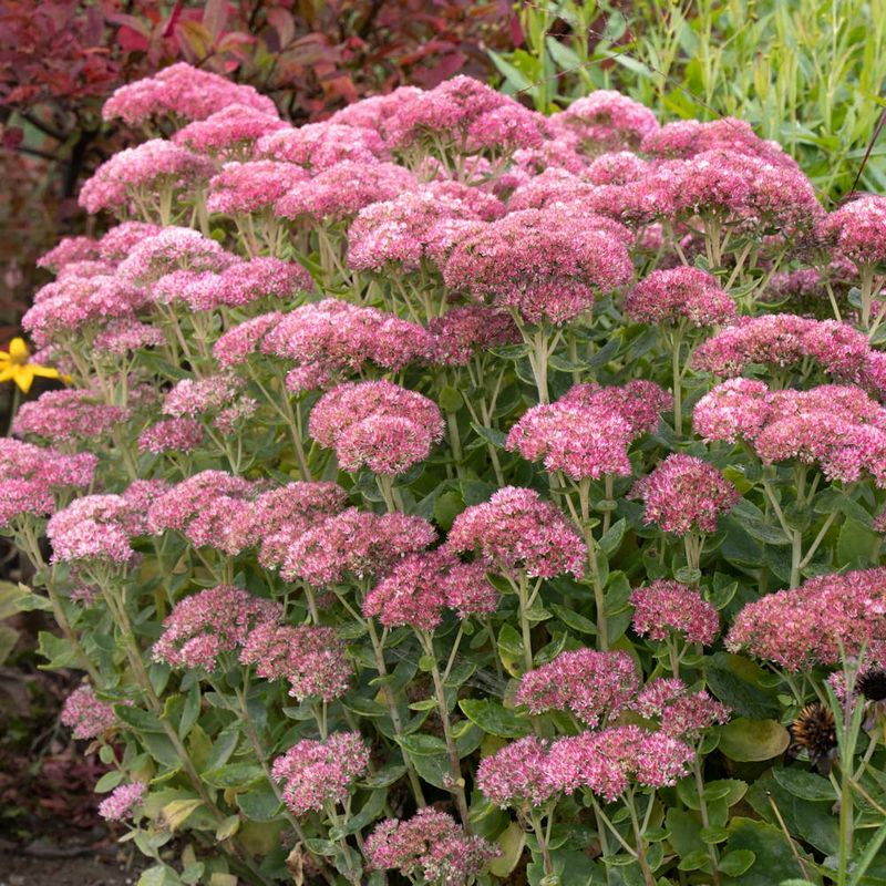 Sedum (Stonecrop)