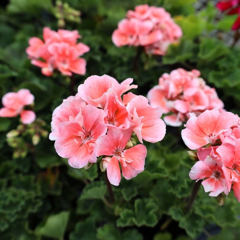 Geranium