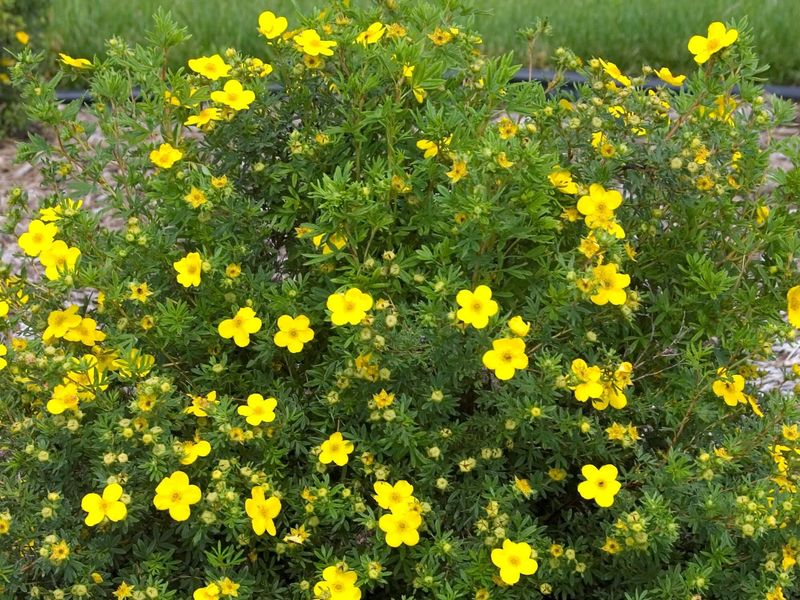 Potentilla