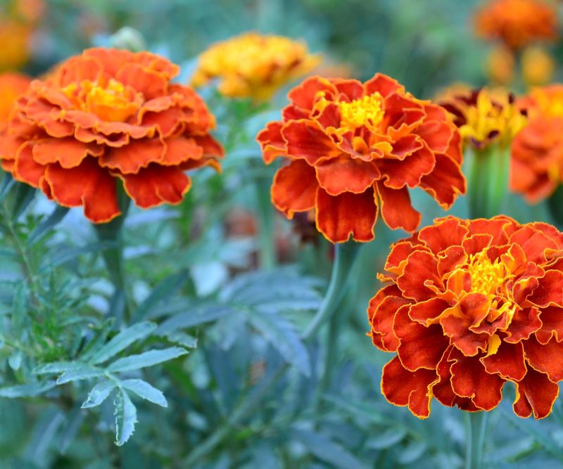 Marigold