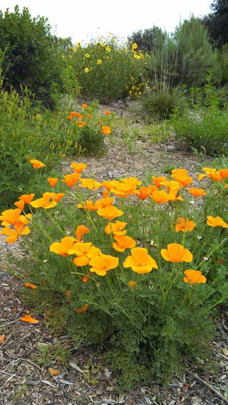 California Poppy