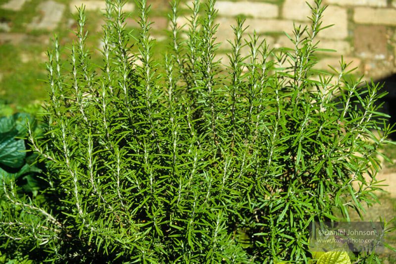 Rosemary