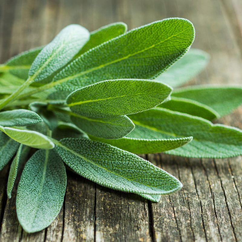 Sage