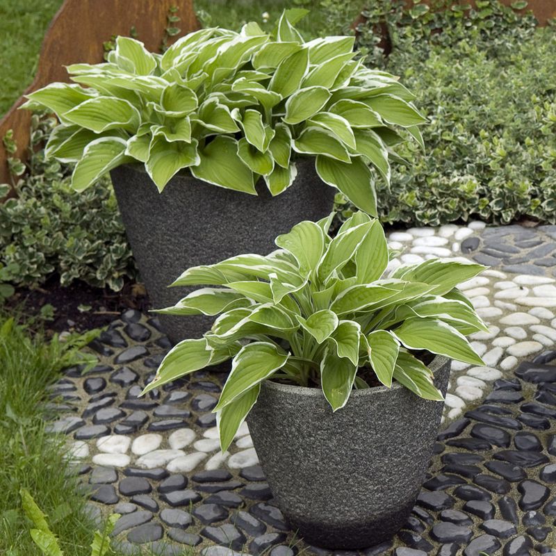 Hosta