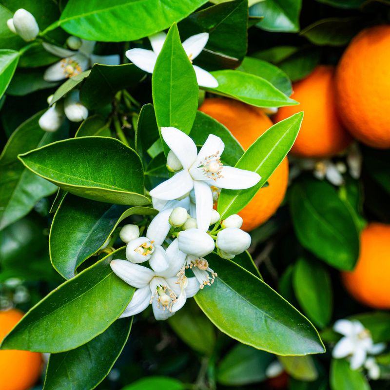 Citrus Trees (Citrus spp.)