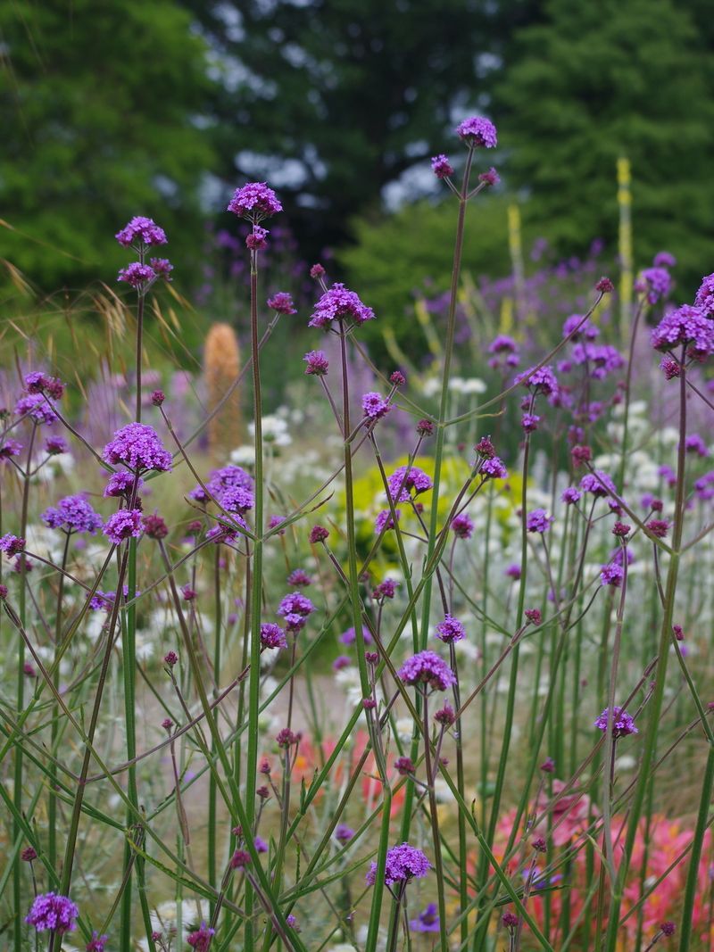 Verbena Bonariensis