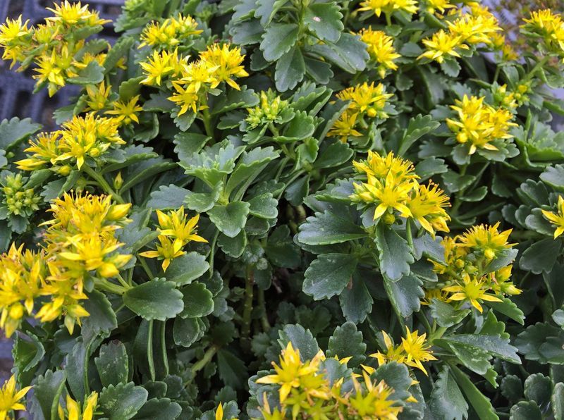 Sedum (Sedum spp.)