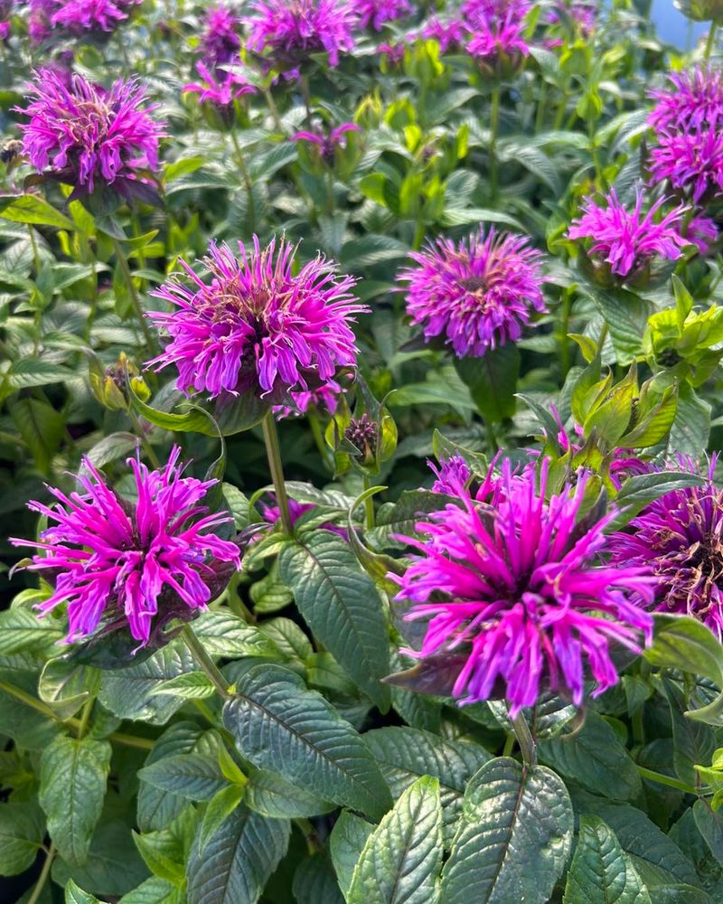 Bee Balm (Monarda spp.)