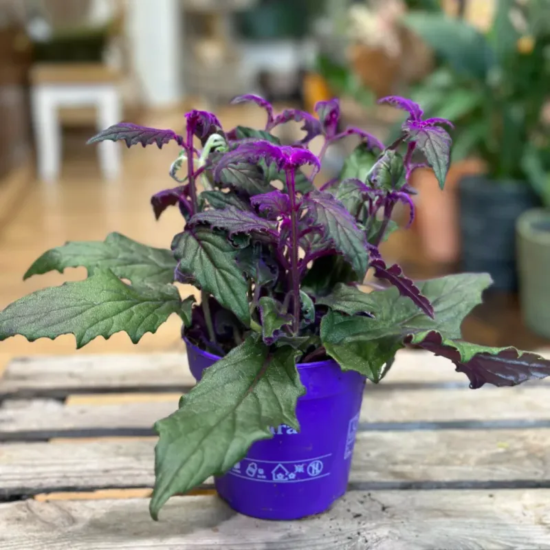 Tradescantia ‘Purple Velvet’