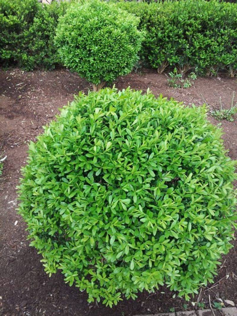 Boxwood (Buxus sempervirens)