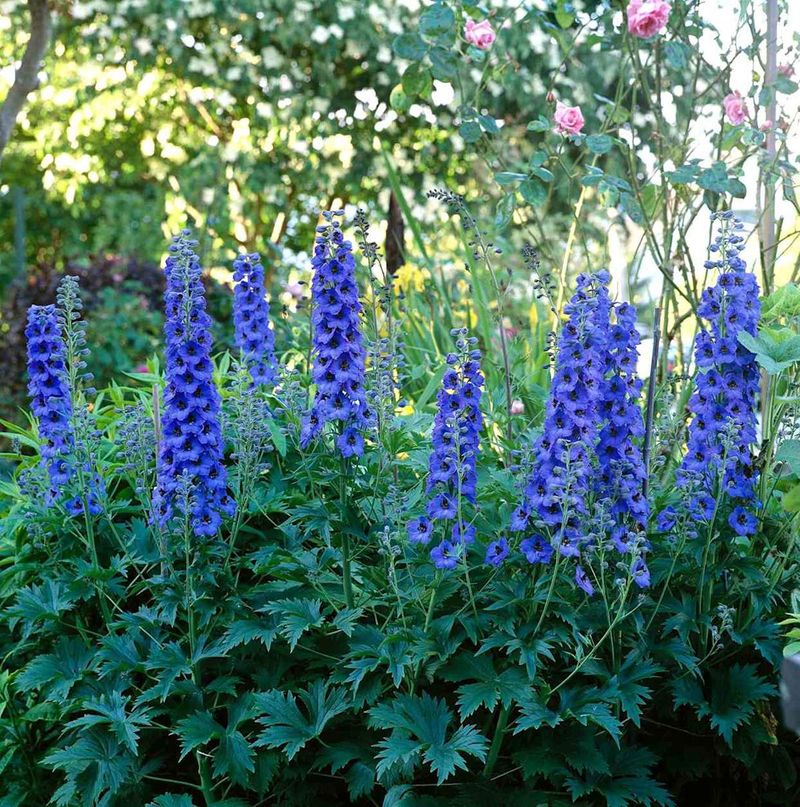 Dreamy Delphinium Delight