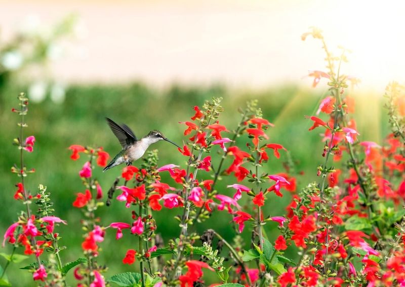 Bird-Friendly Garden