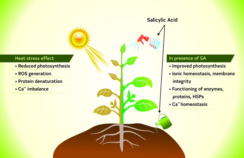 Reduced Photosynthesis