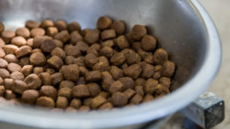 Dog/Cat Food Left Outside