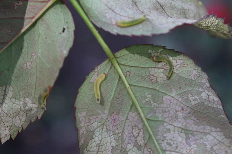 Caterpillars: The Hungry Leaf Devourers