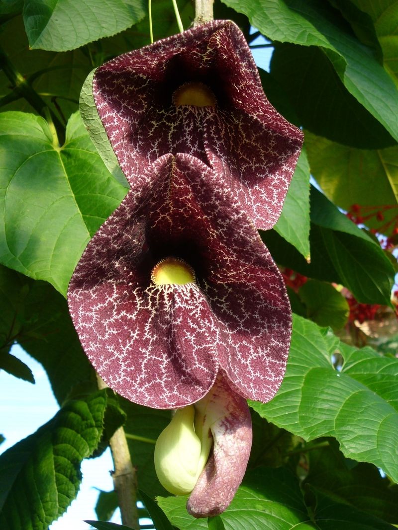 Dutchman’s Pipevine (Aristolochia macrophylla)