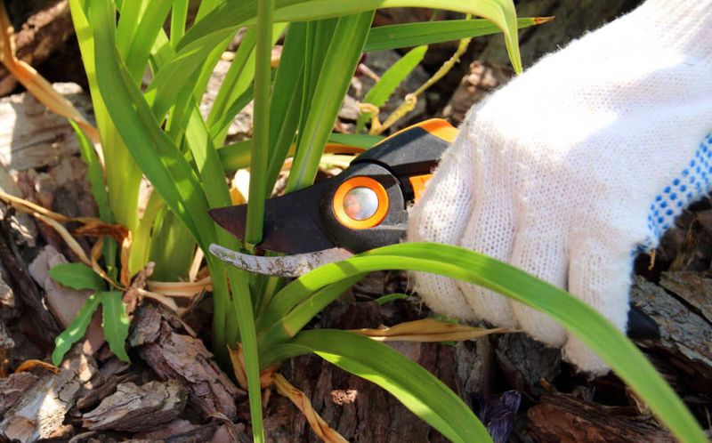 Cut Down Empty Scapes