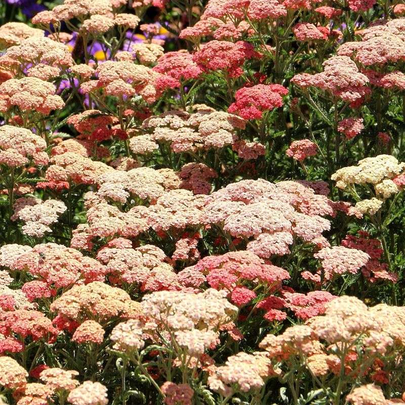 Yarrow