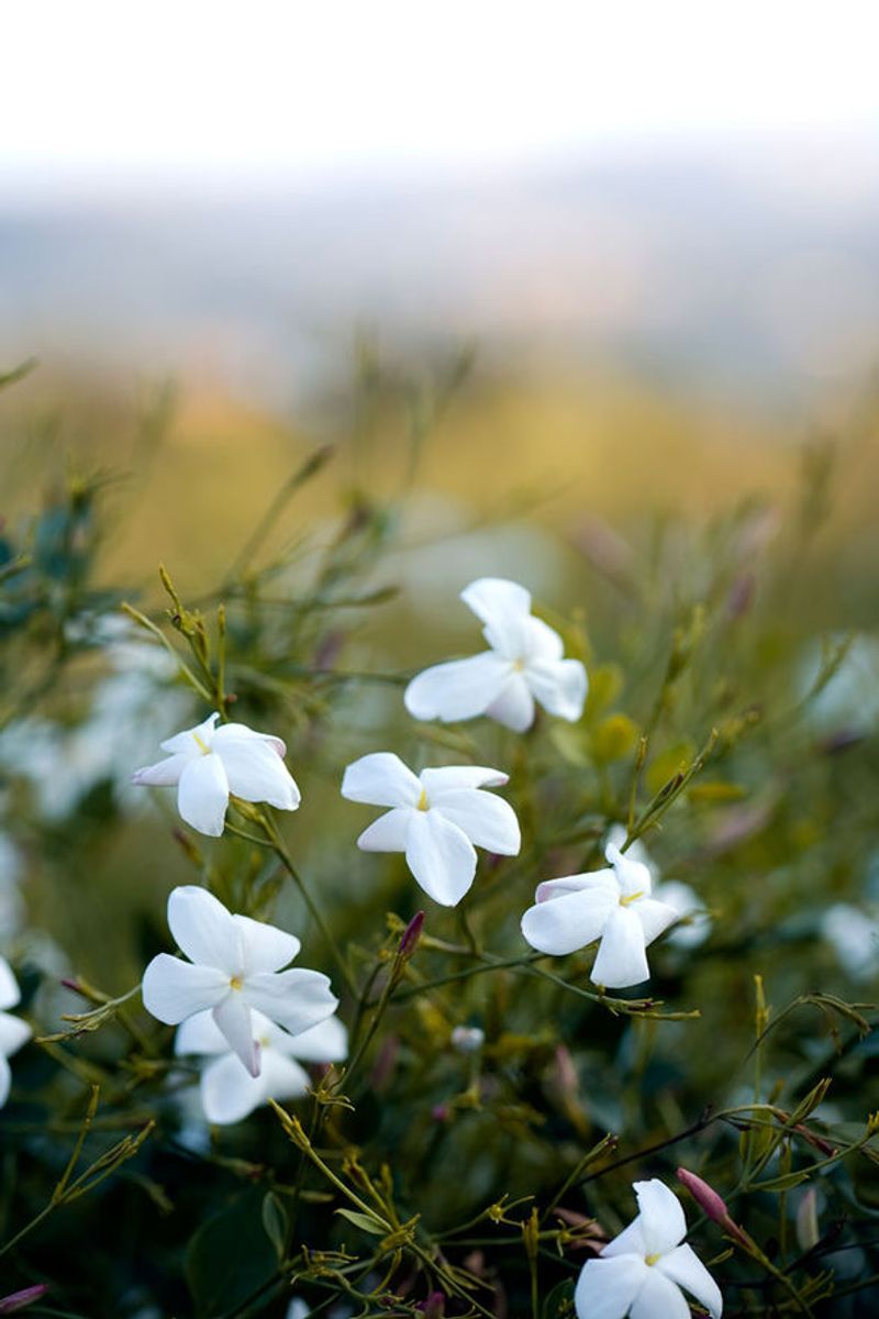 Jasmine