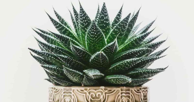 Haworthia (Haworthia spp.)