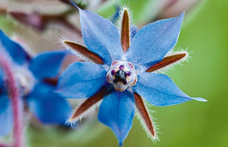 Borage