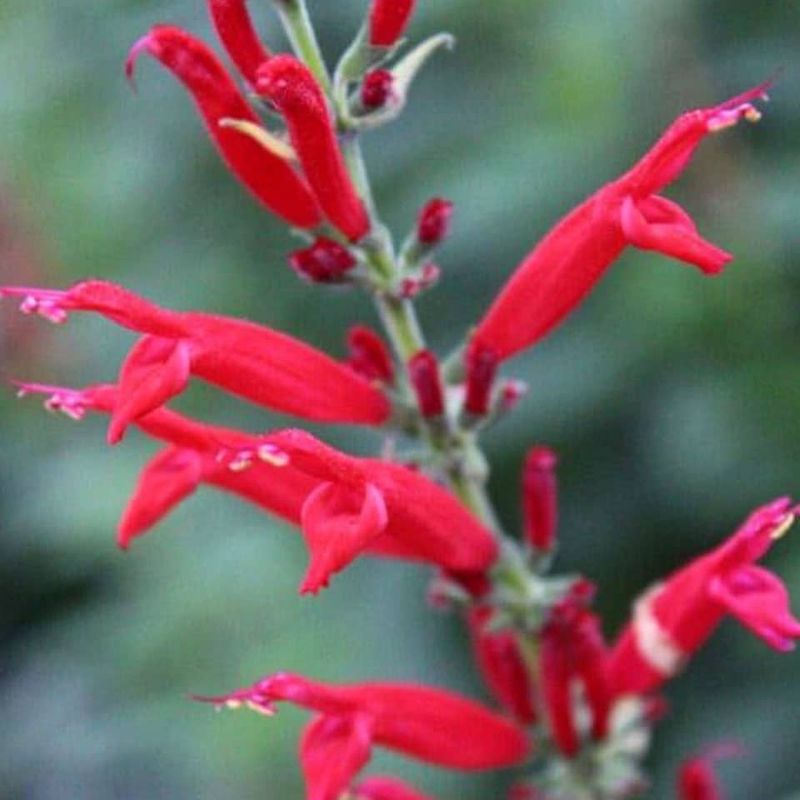 Pineapple Sage Flowers