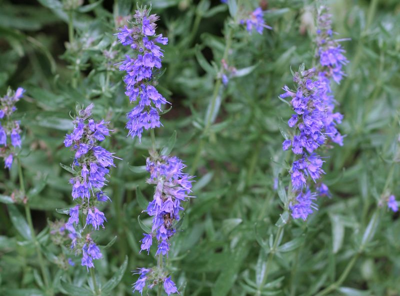 Hyssop (Hyssopus officinalis)