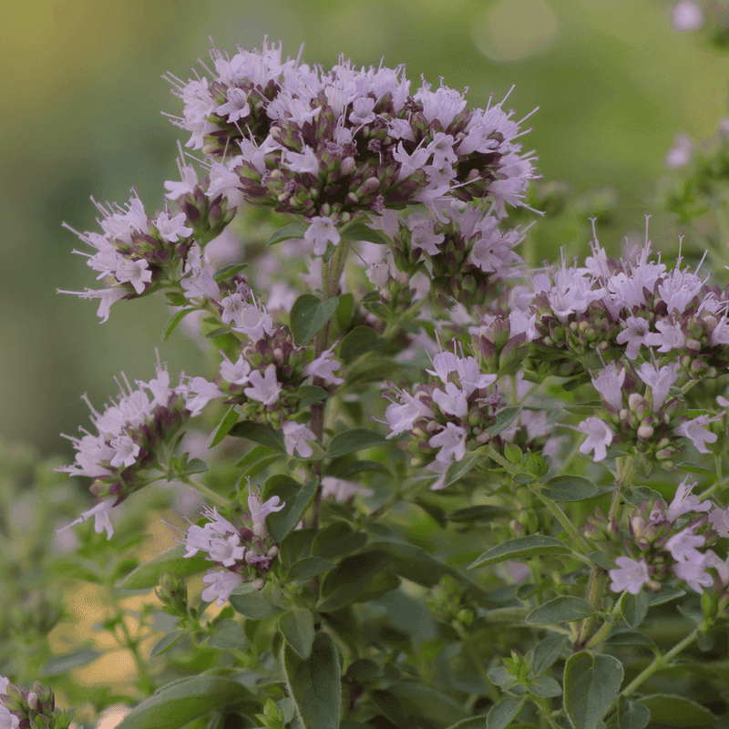 Marjoram