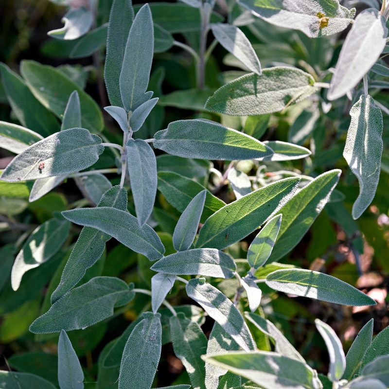 Sage