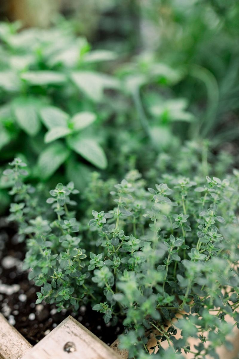 Thyme