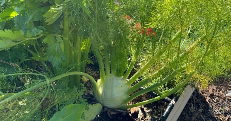 Fennel