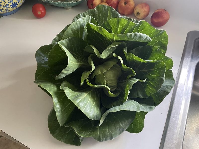 Pixie Cabbage