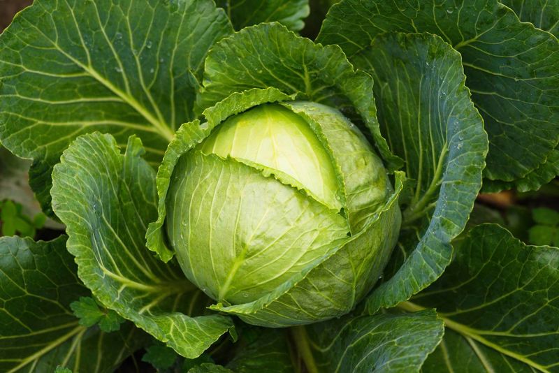 Cabbage