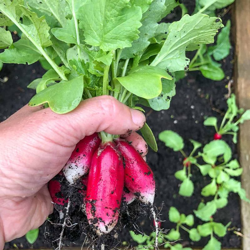 Radishes