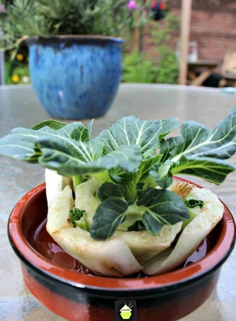 Bok Choy