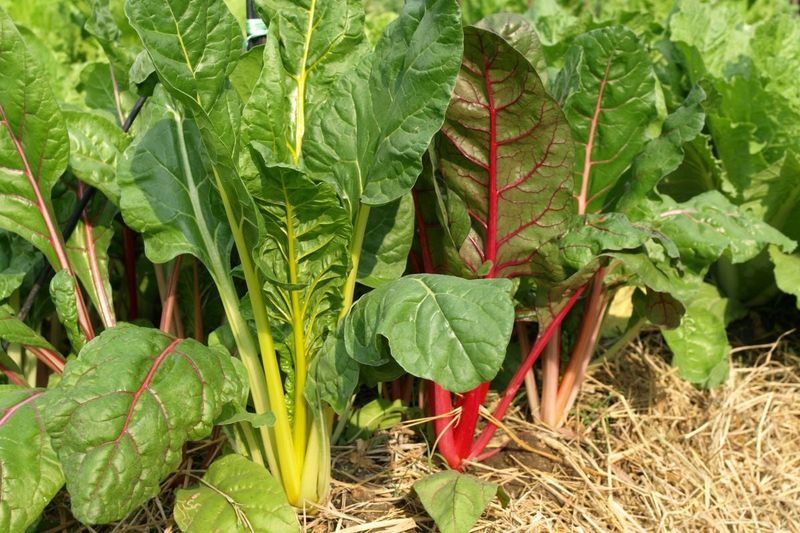 Kale & Swiss Chard